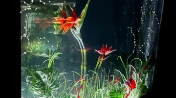 Сауна Гольфстрим изображение 8